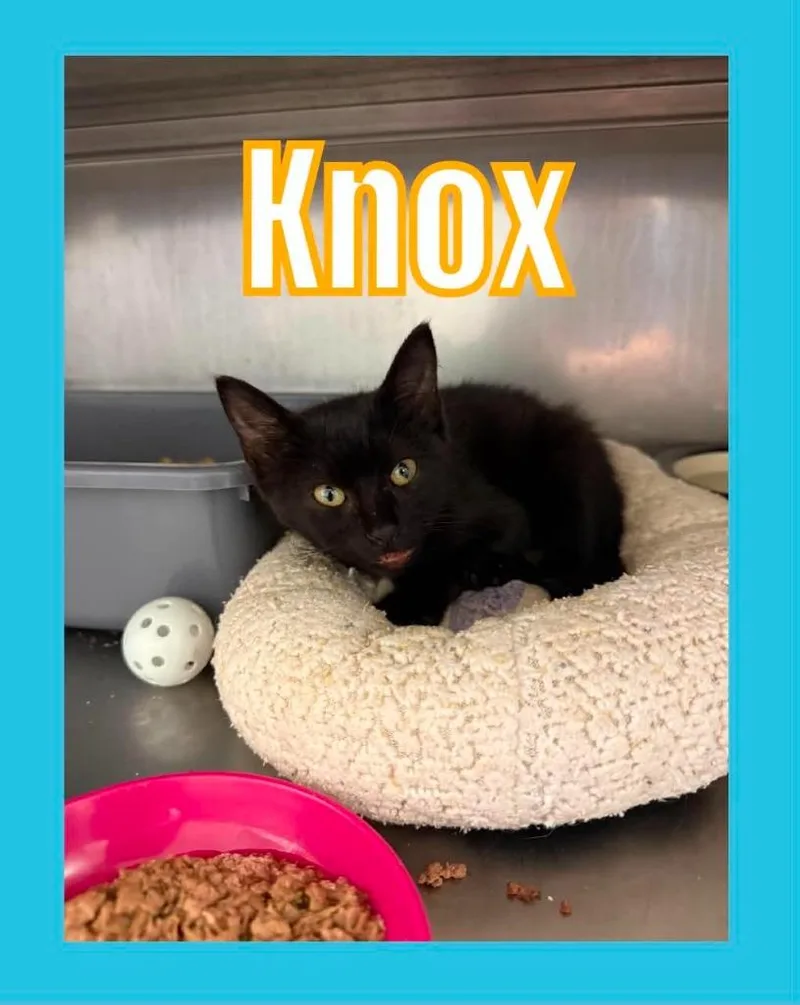 Knox thumbnail 6