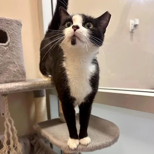 A young small-sized female Domestic Short Hair cat named Flower for adoption in Walnut Creek, CA