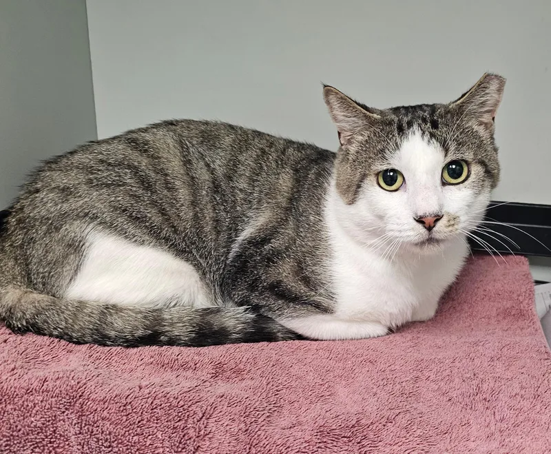 A young medium-sized male Tabby (Brown / Chocolate) Domestic Short Hair cat named Chief for adoption in Norwalk, CT