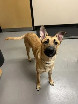 A young large-sized female Black Mixed Breed dog named Lady Jane for adoption in Bellingham, WA