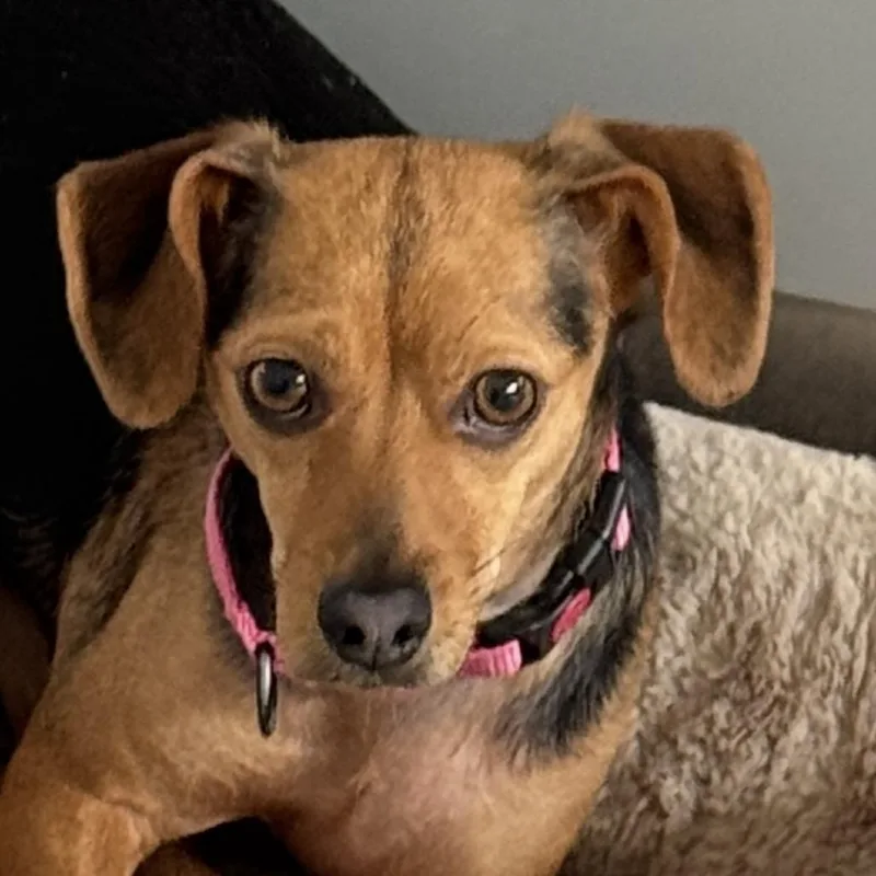 An adult small-sized female Brown / Chocolate Mixed Breed dog named Biscuit for adoption in Bradenton, FL