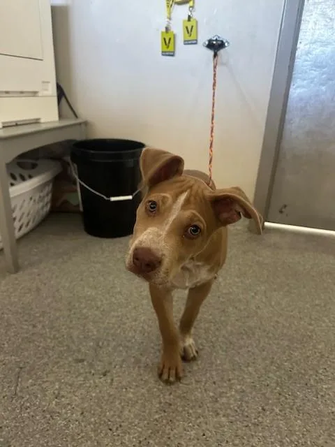 A baby small-sized male Pit Bull Terrier dog named A for adoption in Pasadena, TX