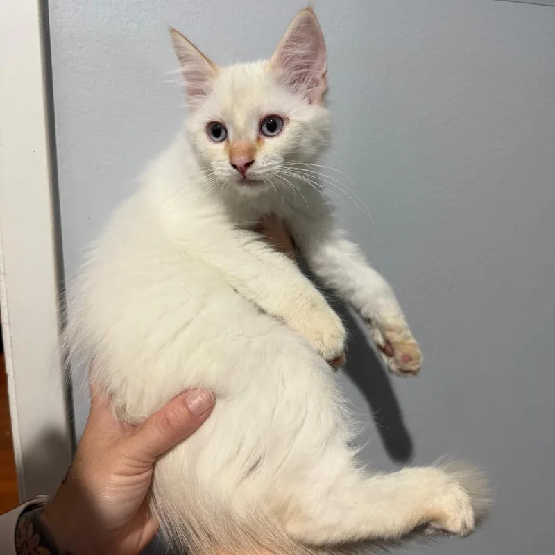 A baby small-sized male Flame Point Ragdoll cat named Charlie for adoption in Simi Valley, CA