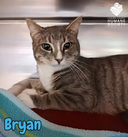 An adult small-sized male Domestic Short Hair cat named Bryan for adoption in Heath, OH
