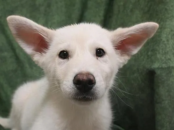 A baby medium-sized male Siberian Husky dog named Lilipup for adoption in Portland, OR