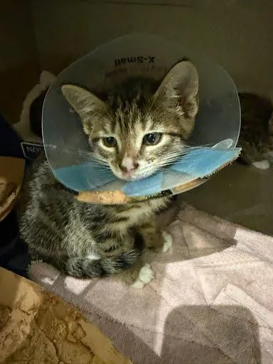 A baby small-sized male Domestic Short Hair cat named Captain Rockhopper for adoption in Washington, DC