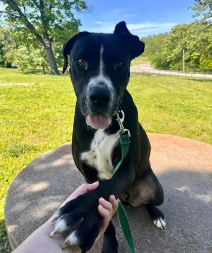 An adult large-sized male Black Mixed Breed dog named Oreo for adoption in Kansas City, MO