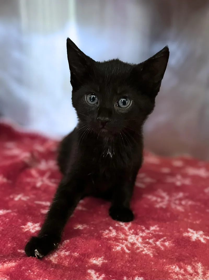 A baby medium-sized female Black Domestic Short Hair cat named Mellow Mushroom for adoption in Seville, OH