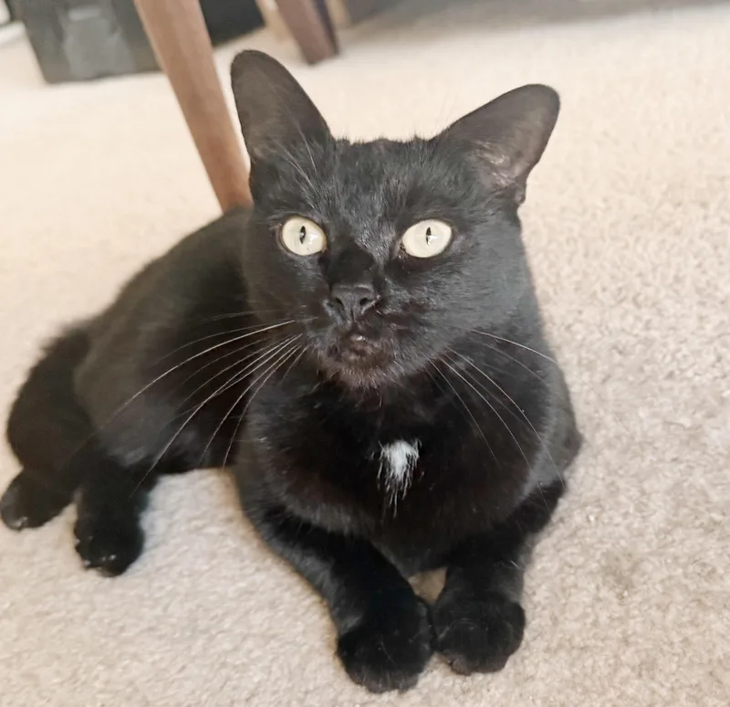 Wednesday thumbnail 2