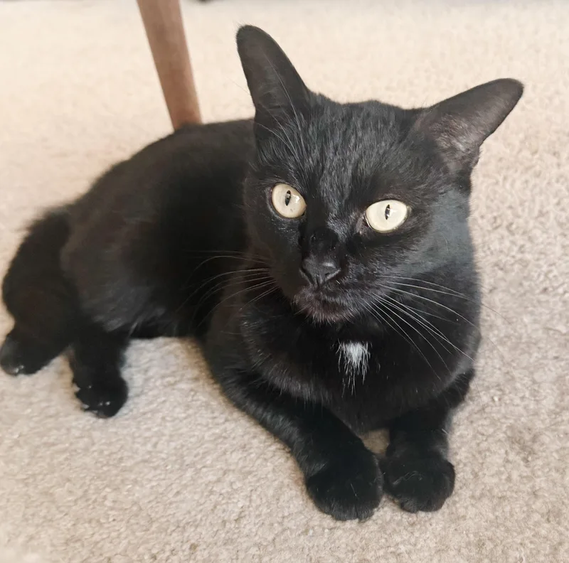 Wednesday thumbnail 4