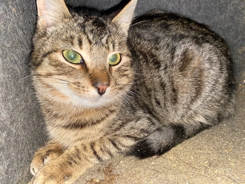 A baby medium-sized male Brown / Chocolate Domestic Short Hair cat named Artic for adoption in Kenhorst, PA