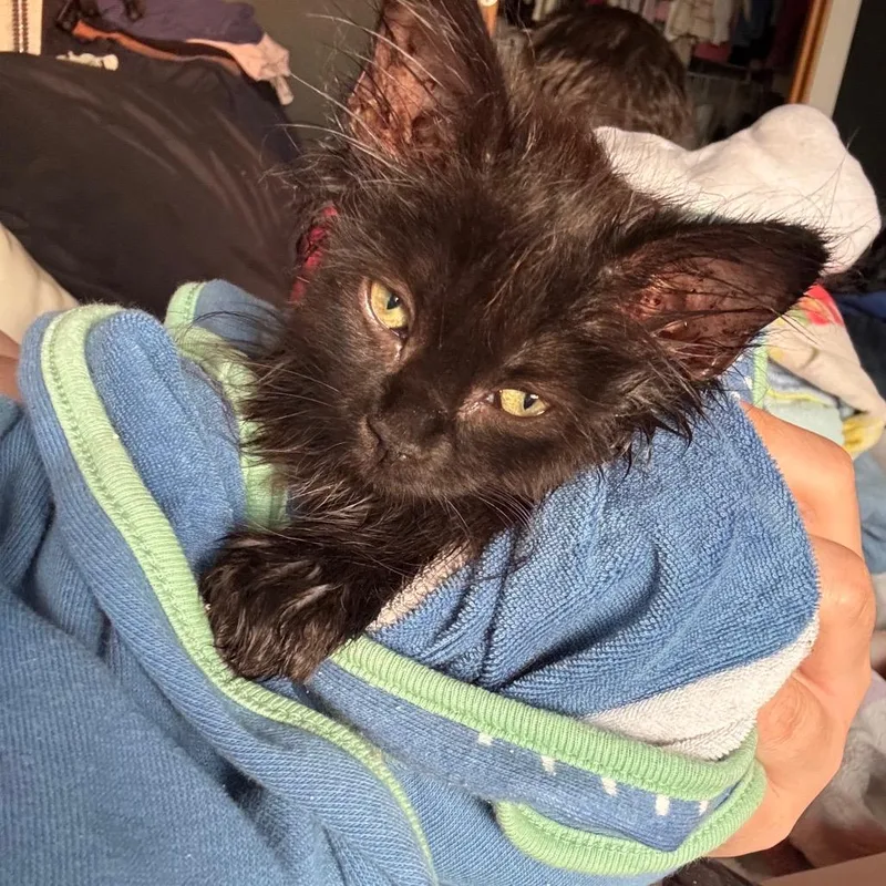 A baby small-sized female Brown / Chocolate Domestic Short Hair cat named Nugget for adoption in Buffalo, MN