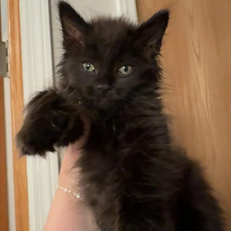 Nugget thumbnail 3