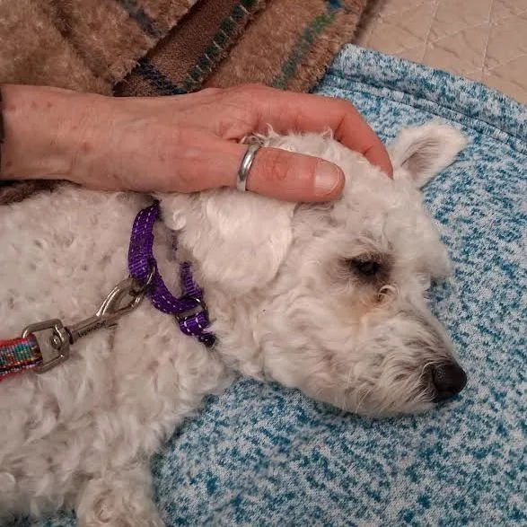 An adult small-sized male White / Cream Bichon Frise dog named Maxii for adoption in Springfield, MA