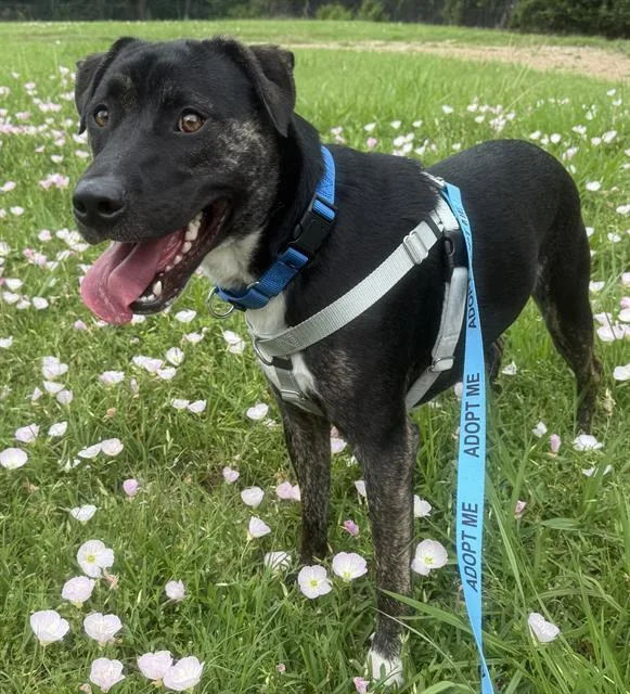 An adult large-sized male Mixed Breed dog named Smooch for adoption in Dallas, TX
