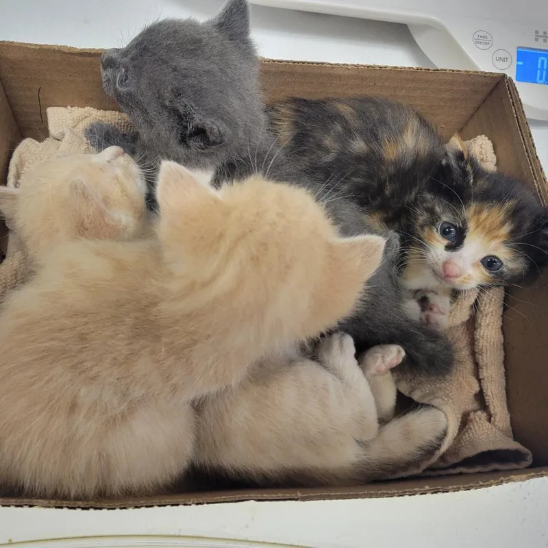 A baby small-sized male Buff / Tan / Fawn Domestic Short Hair cat named Fish for adoption in Westminster, CA