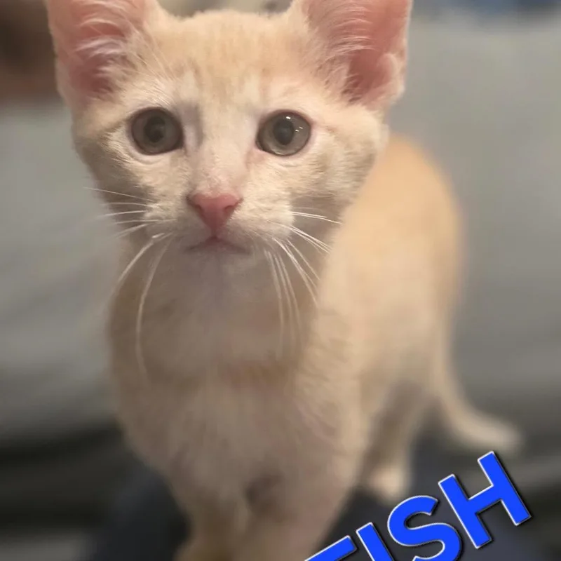 Fish thumbnail 3