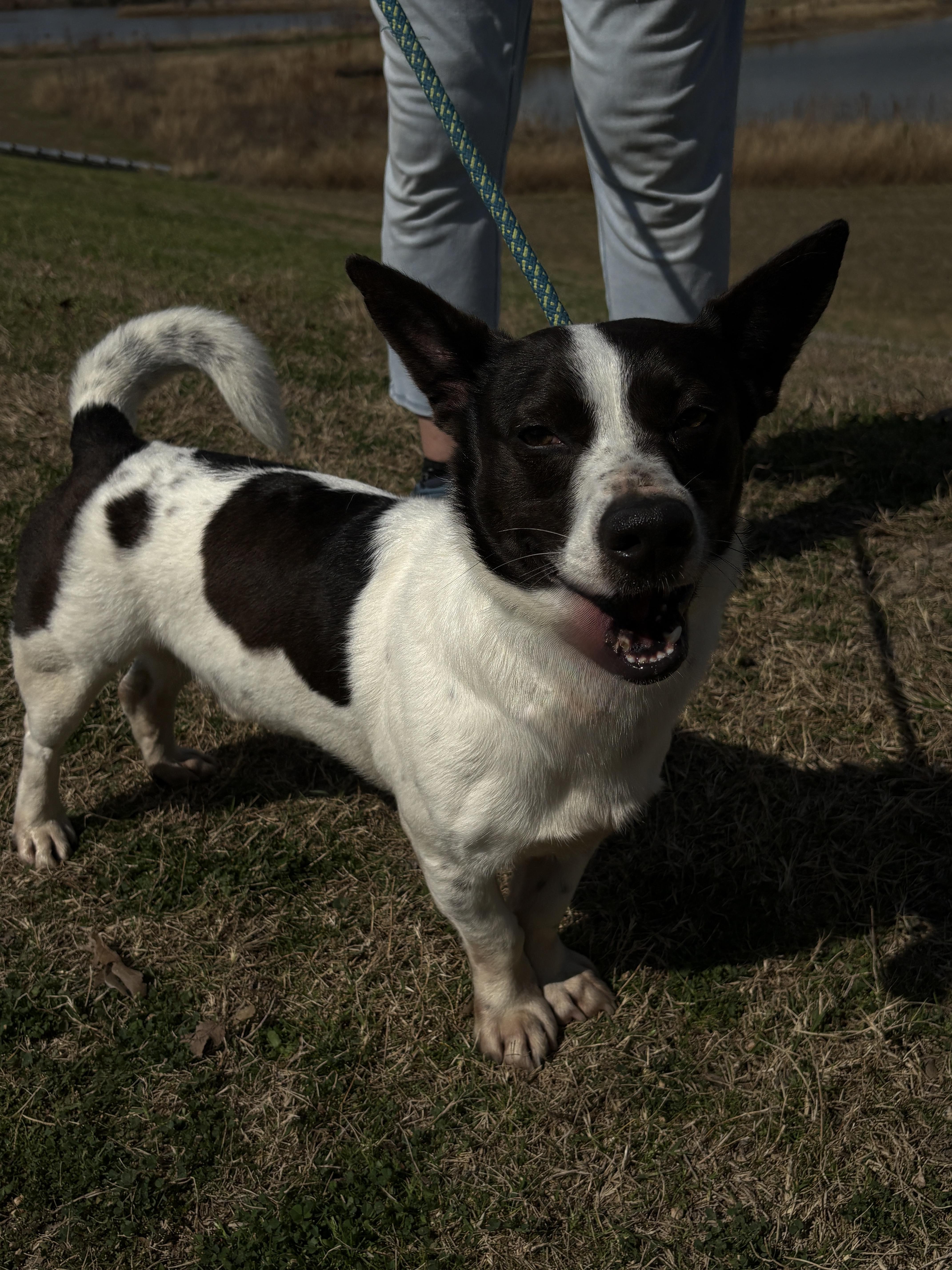 Skippy A Shorty! thumbnail 2