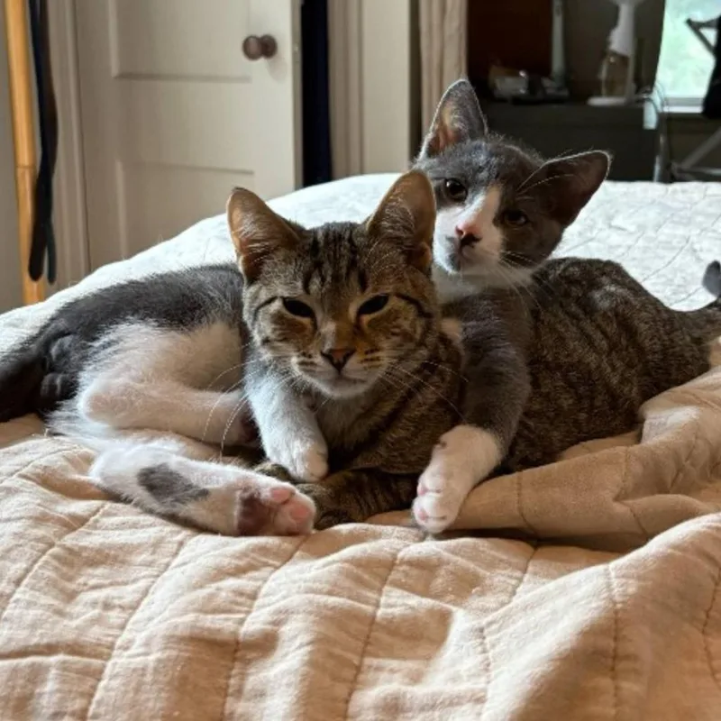 A baby medium-sized male Domestic Short Hair cat named Gordy  Quint for adoption in Minneapolis, MN
