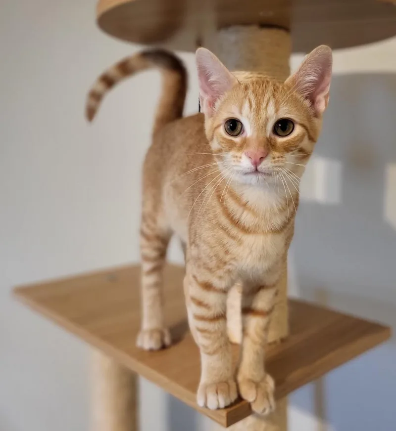A baby small-sized male Domestic Short Hair cat named Rusty for adoption in Bloomington, IN