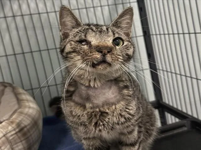 An adult medium-sized male Brown / Chocolate Domestic Short Hair cat named Doodle for adoption in Tavares, FL