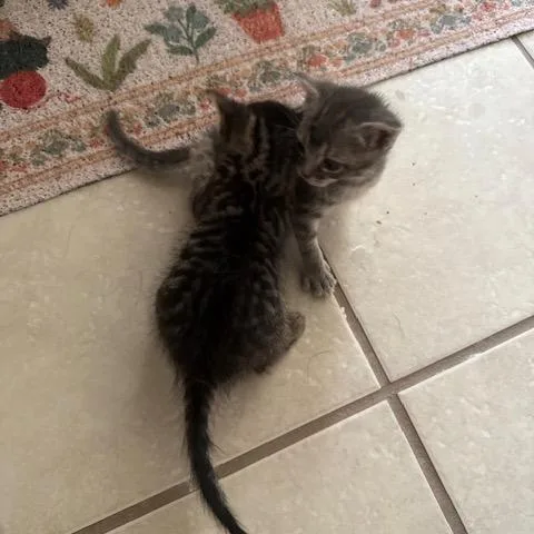 A baby small-sized male Gray / Blue / Silver Domestic Short Hair cat named Eclair for adoption in Austin, TX