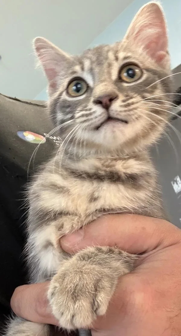 A baby small-sized male Domestic Short Hair cat named If  Mineno for adoption in Lawrenceville, GA