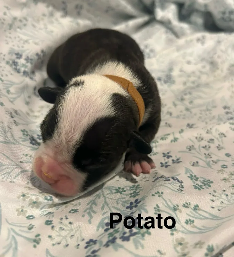 Potato thumbnail 2