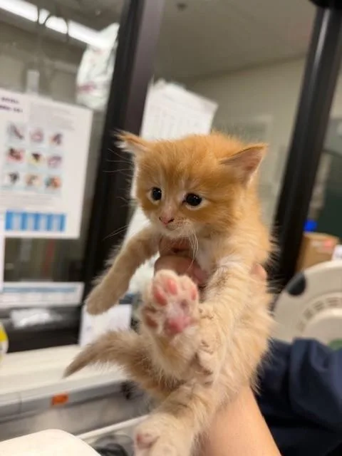 A baby small-sized female Domestic Short Hair cat named Poppy for adoption in Santa Maria, CA