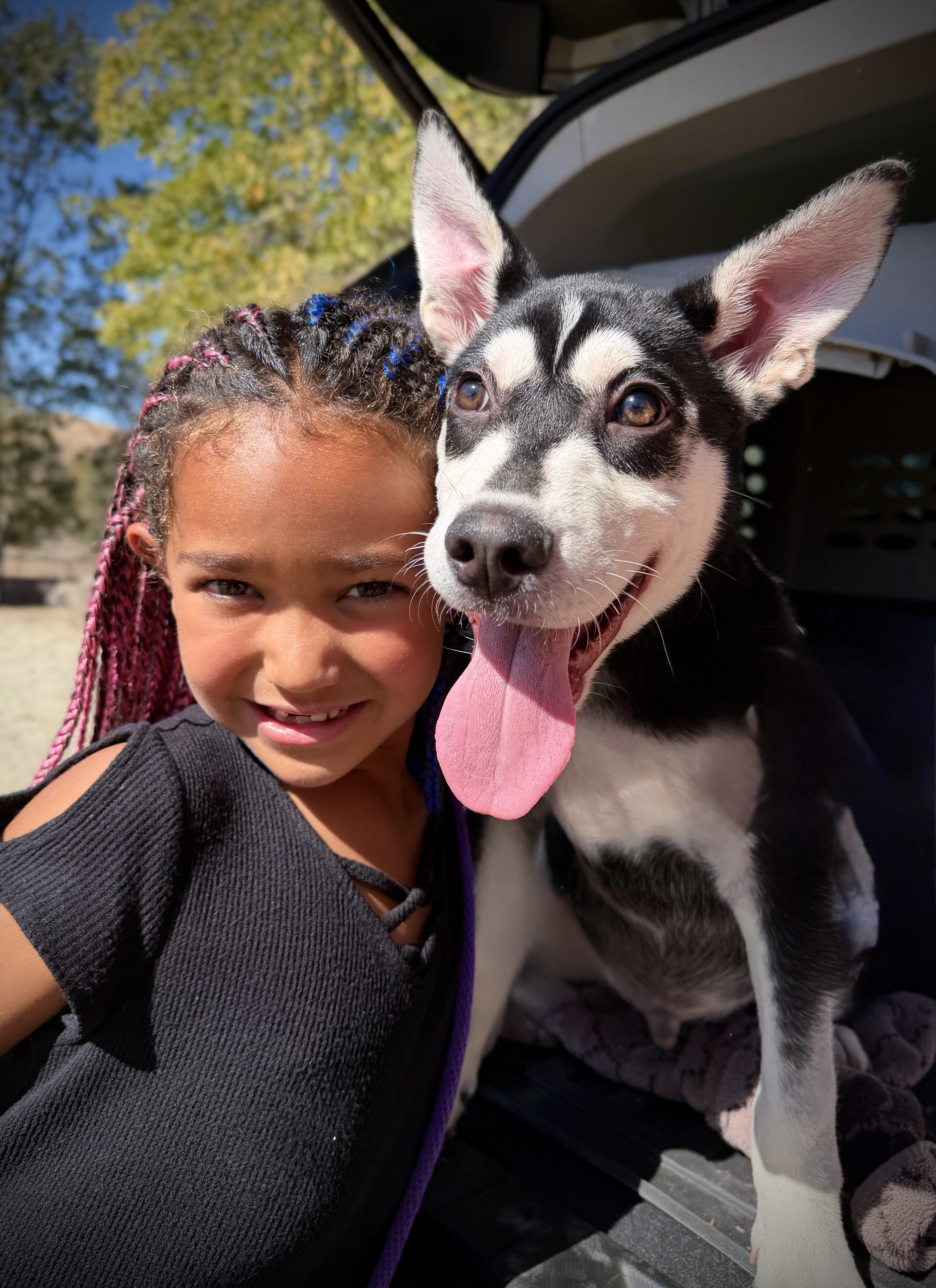 A baby large-sized male Siberian Husky dog named Wasabi for adoption in Oakland, CA