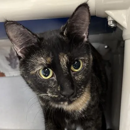 An adult medium-sized female Tortoiseshell Domestic Short Hair cat named Astrid for adoption in Lansing, MI