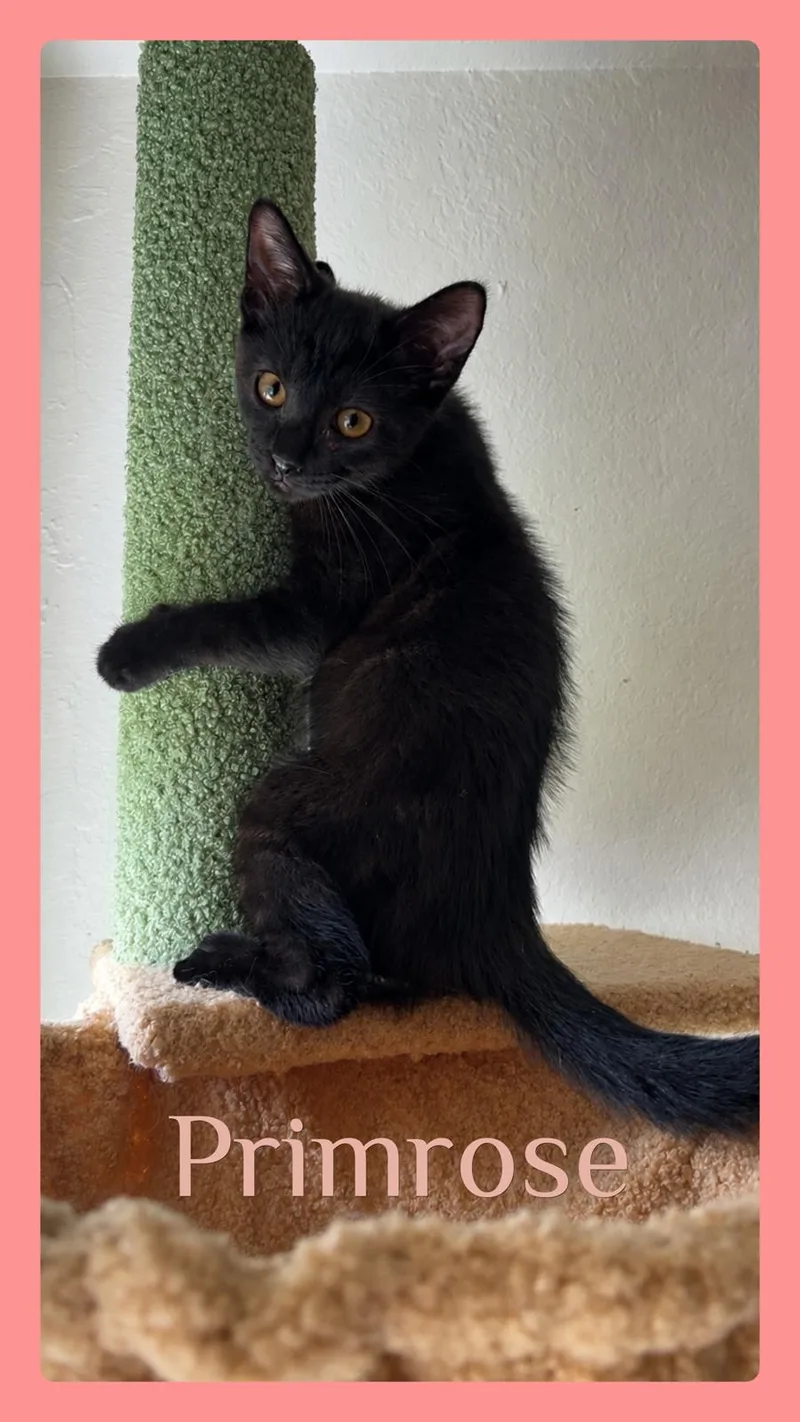 A baby medium-sized female Black Tabby cat named Primrose for adoption in Lawton, OK