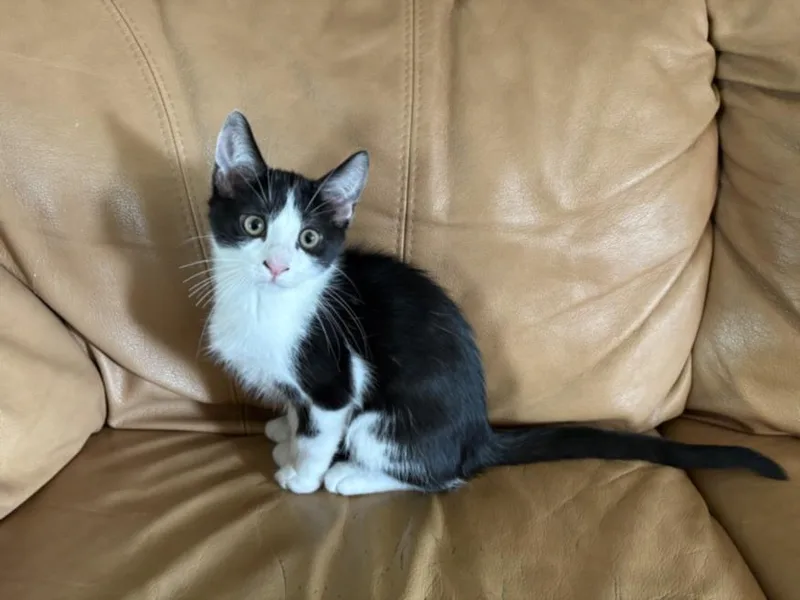 A baby small-sized male Domestic Short Hair cat named Suit for adoption in Burbank, CA