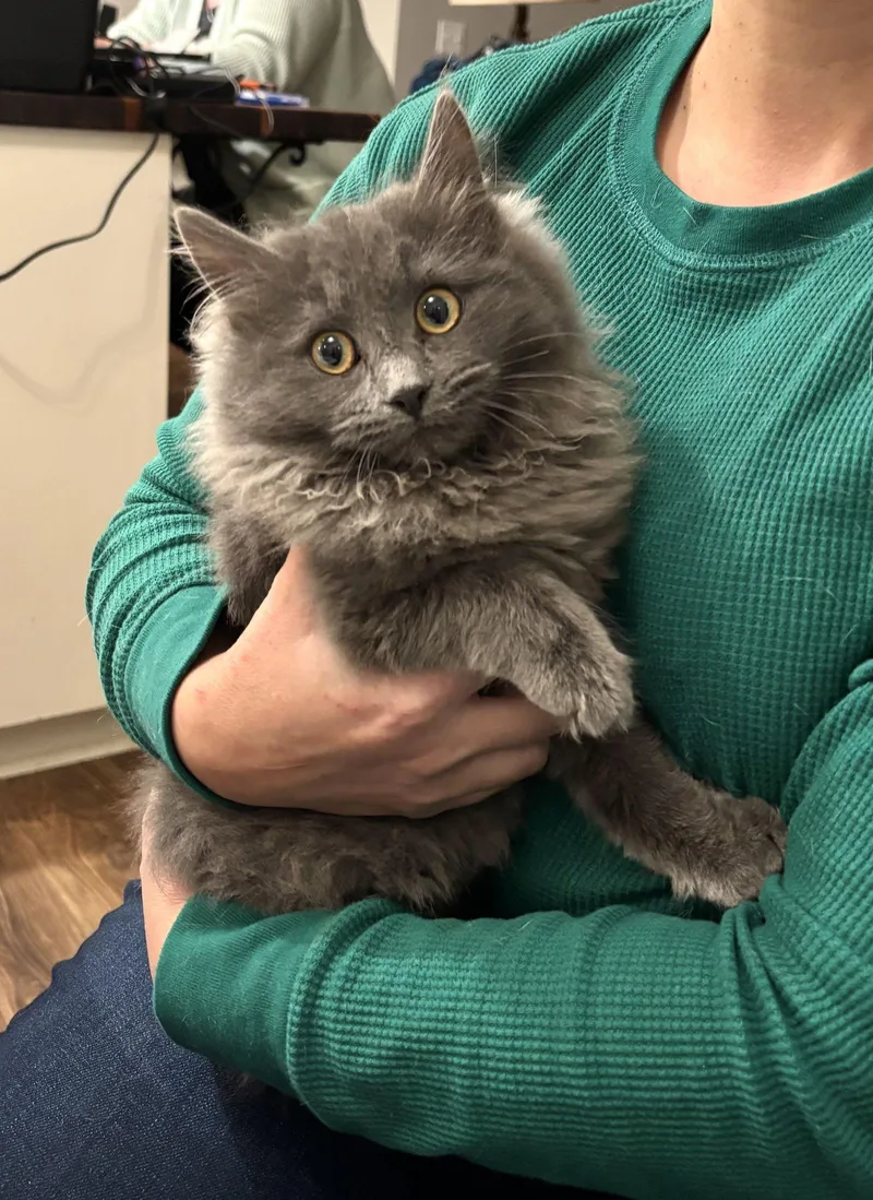 A young medium-sized female Nebelung cat named Bedhead for adoption in Camden, SC