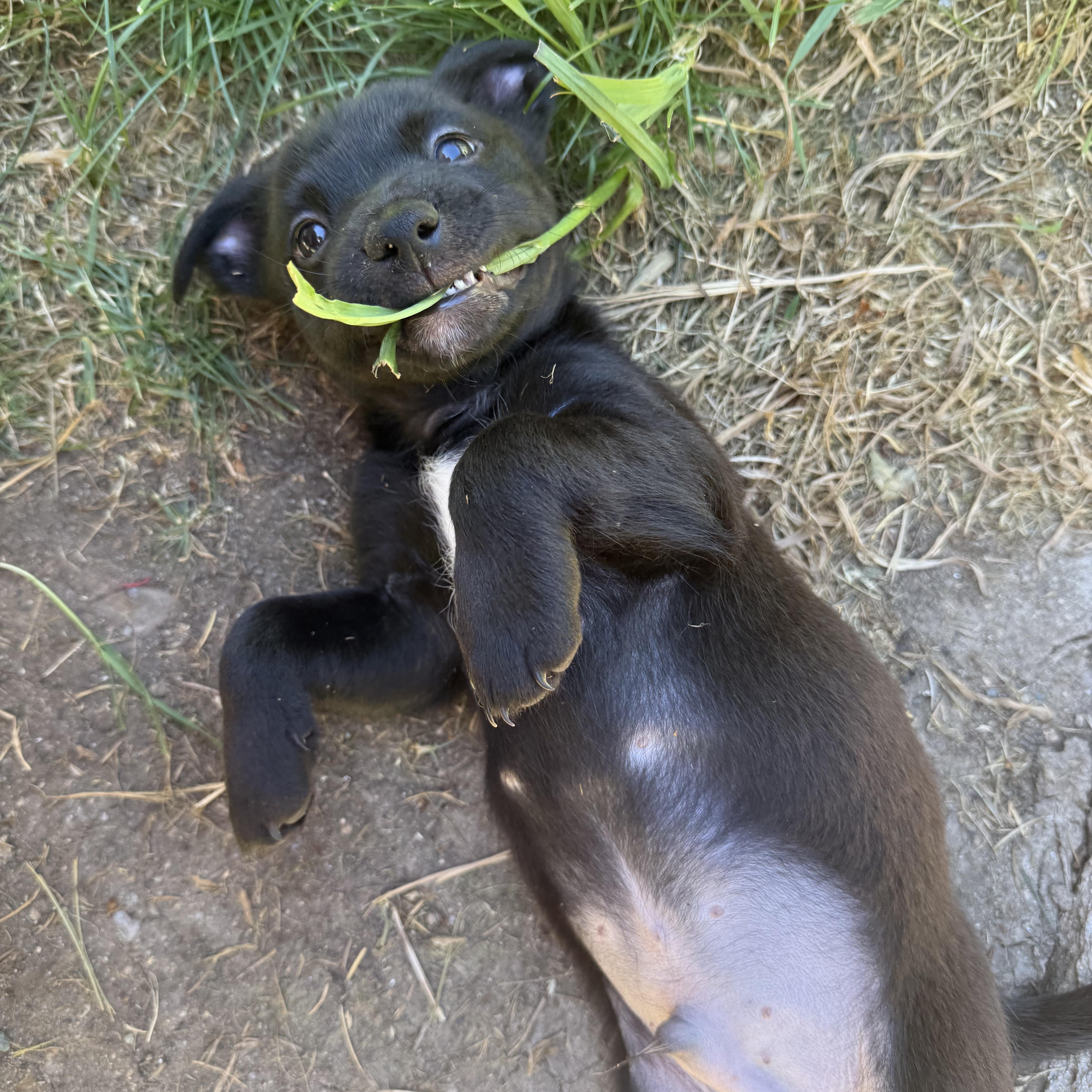 Mojito thumbnail 2