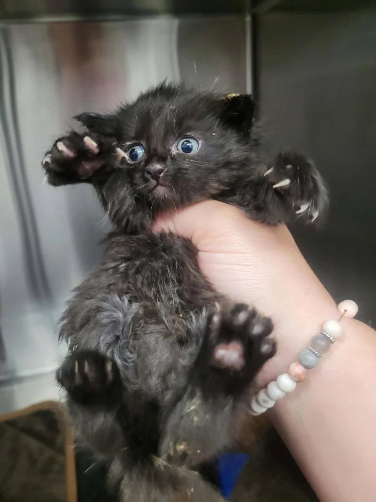 A baby medium-sized female Domestic Short Hair cat named Nebraska for adoption in Republic, MO
