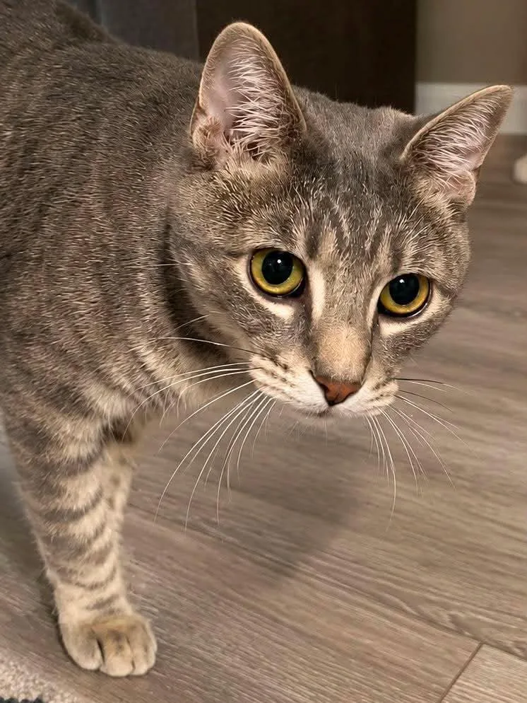 A baby medium-sized male Tabby (Brown / Chocolate) Domestic Short Hair cat named Paul for adoption in Sioux Falls, SD