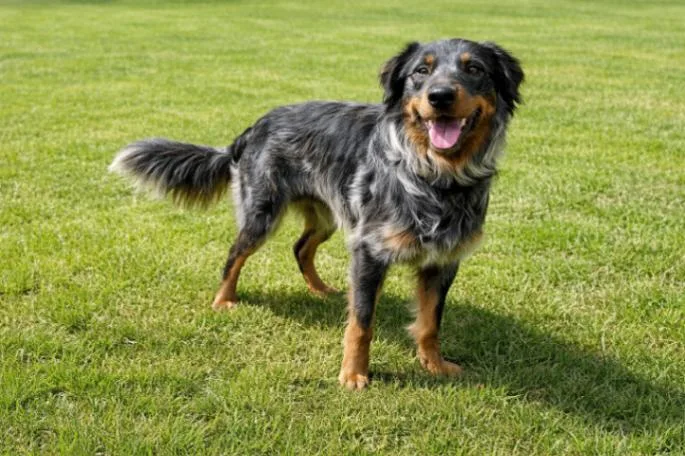 A young medium-sized male Black Australian Cattle Dog / Blue Heeler dog named Sully for adoption in Maryville, TN