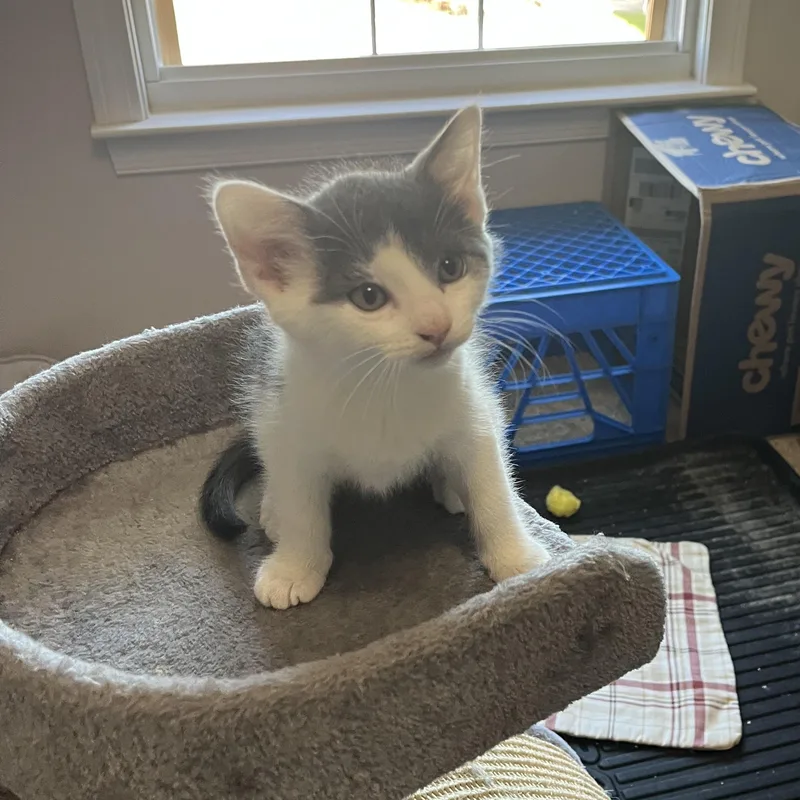 A baby medium-sized male Gray & White Domestic Short Hair cat named Ash for adoption in East Amherst, NY