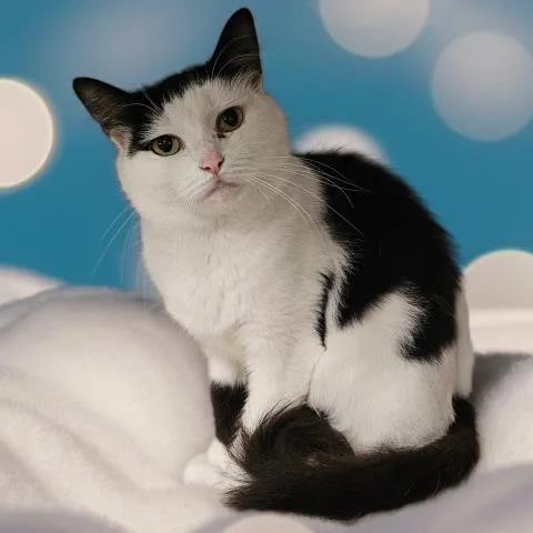 An adult small-sized female Domestic Short Hair cat named Pretty for adoption in Clinton Township, MI