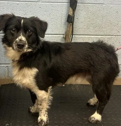 An adult small-sized male Mixed Breed dog named Riggs for adoption in Chamblee, GA
