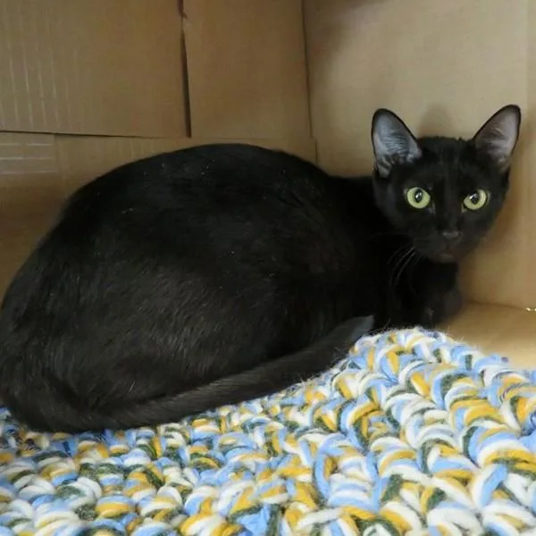 An adult small-sized female Domestic Short Hair cat named Von for adoption in Des Moines, IA