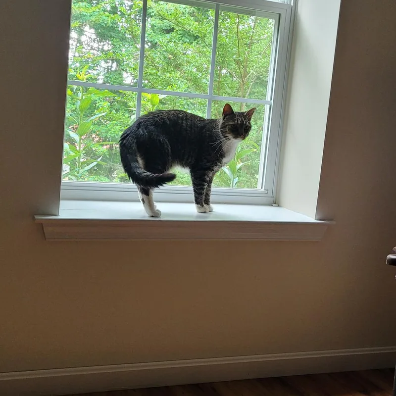 An adult medium-sized male Brown / Chocolate Domestic Short Hair cat named Nugget for adoption in Abingdon, MD