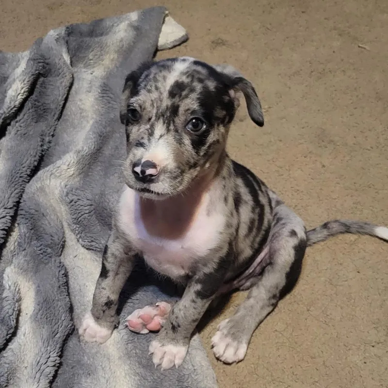 A baby small-sized male Brindle Patterdale Terrier / Fell Terrier dog named Marco for adoption in LOXAHATCHEE, FL