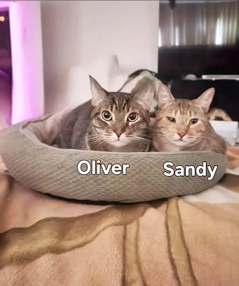 A young medium-sized female Domestic Short Hair cat named Marmalade for adoption in BEVERLY HILLS, CA