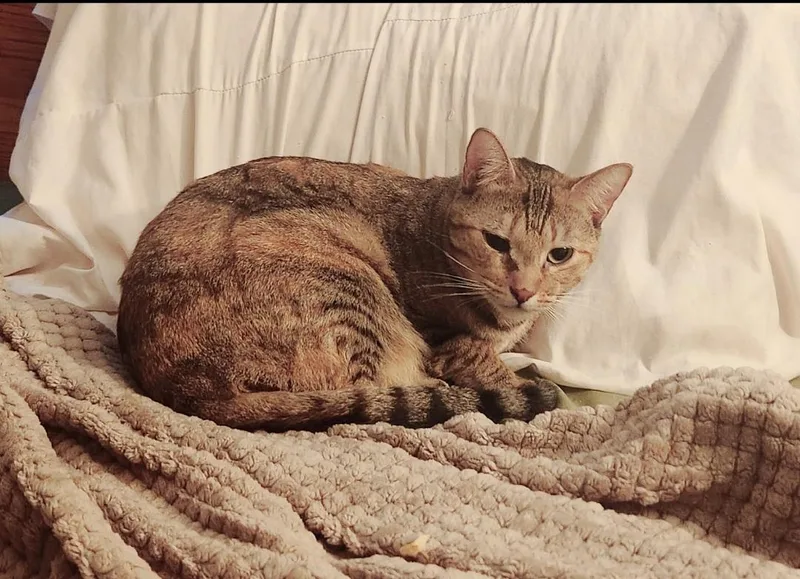 Marmalade thumbnail 6