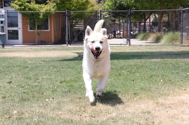 Lemonade thumbnail 2