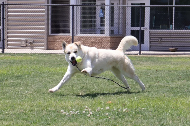 Lemonade thumbnail 5