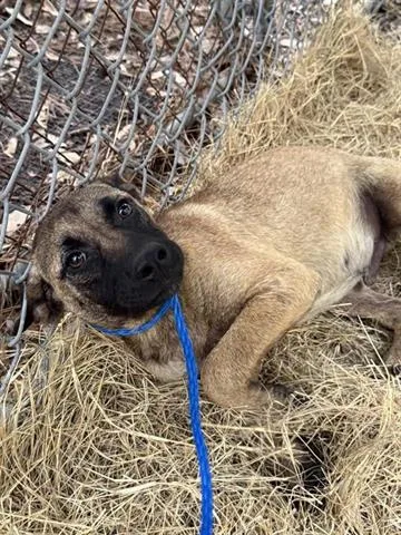 A baby medium-sized male Black Mouth Cur dog named A for adoption in Houston, TX