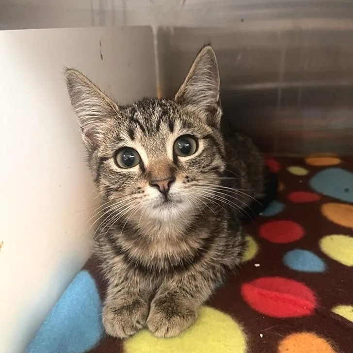 A baby small-sized male Domestic Short Hair cat named Barbados for adoption in Los Angeles, CA